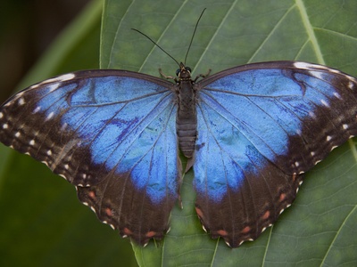 Blue Morpho Butterfly