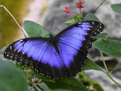 Blue morpho butterfly