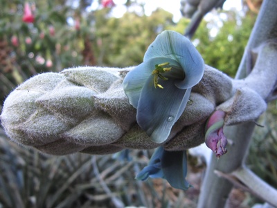 Blue Puya