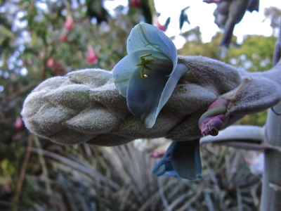 Blue Puya