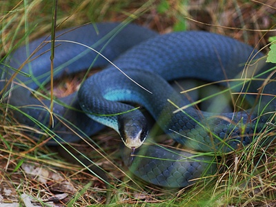 Blue Racer (snake)