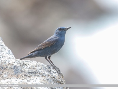 Blue Rock Thrush