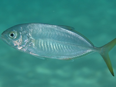 Blue runner
