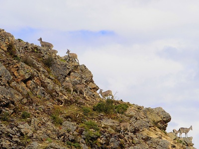 Blue Sheep