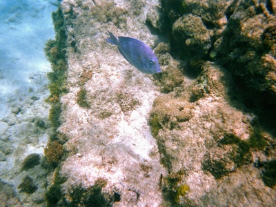 Blue tang