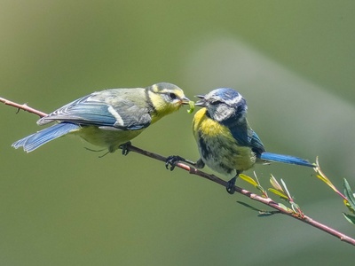 Blue Tit