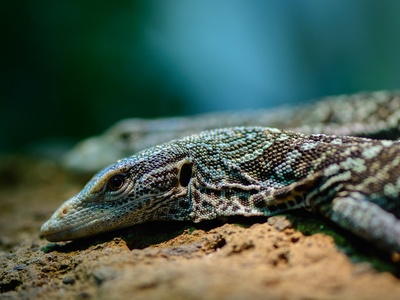 Blue Tree Monitor