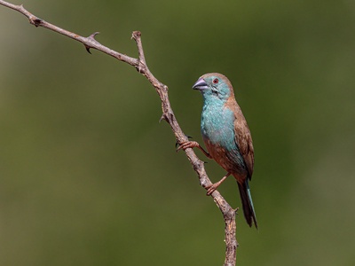 Blue Waxbill