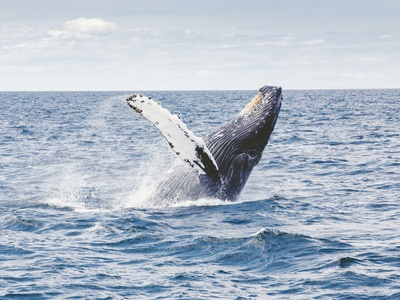 Blue Whale