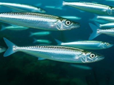 Blue whiting