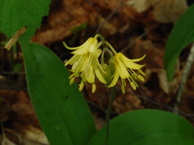 Bluebead Lily