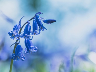 Bluebell