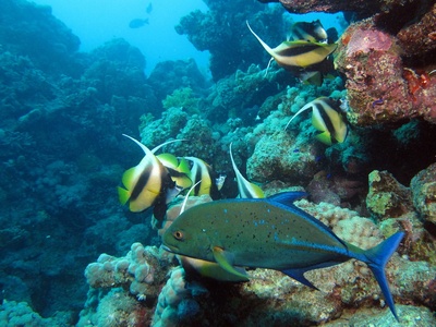 Bluefin trevally