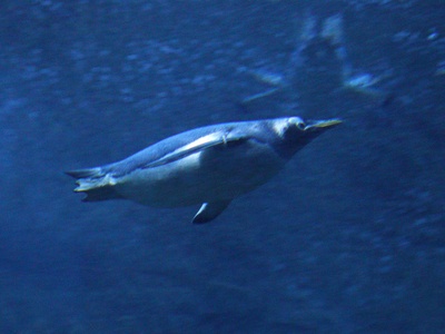 Bluefin trevally