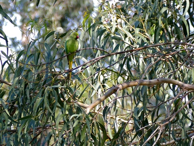 Bluegum eucalyptus