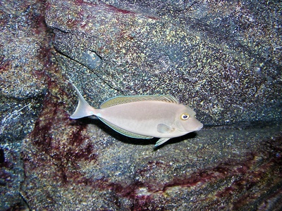 Bluespine unicornfish