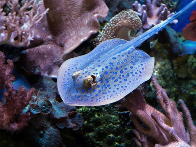 Bluespotted Ribbontail Ray
