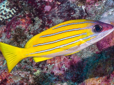 Bluestripe snapper