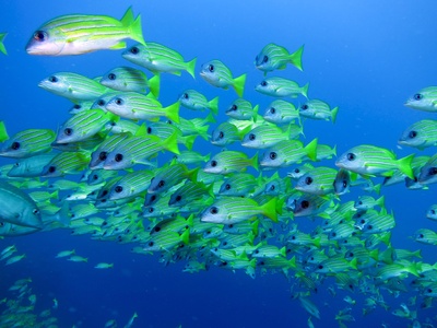 Bluestripe snapper