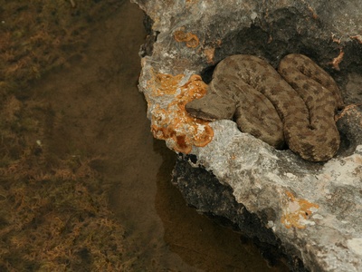 Blunt-nosed Viper