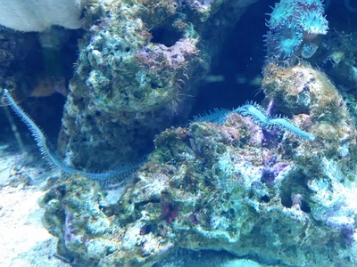 Bobbit Worm