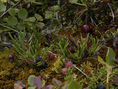 Bog Cranberry