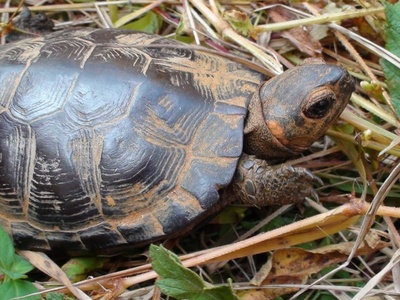 Bog Turtle