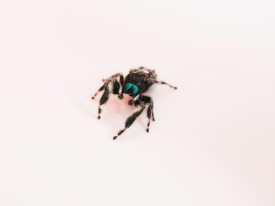 Bold Jumper