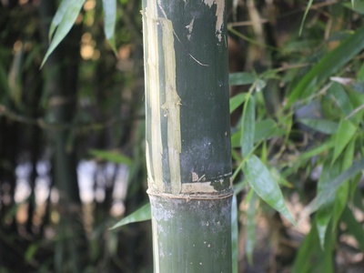 Bolivian bamboo rat