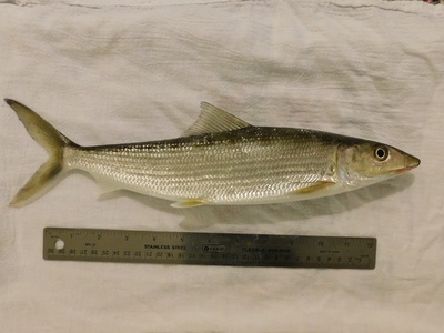 Bonefish
