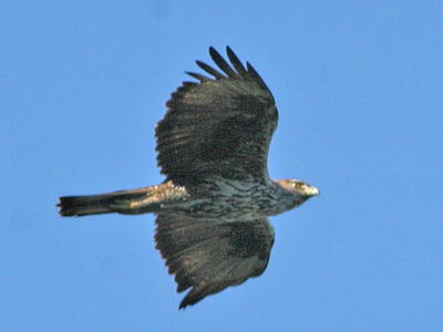 Bonelli's Eagle