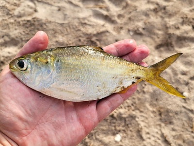Bonga shad