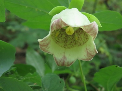 Bonnet Bellflower