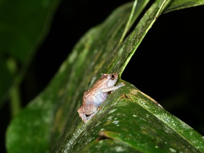 Boquete Treefrog