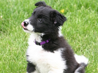 Border Collie