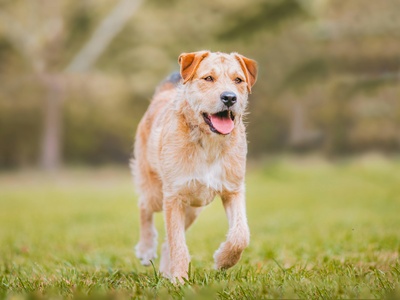 Border Terrier
