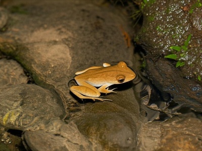 Bornean Flat-headed Frog
