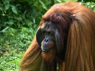 Bornean Orangutan