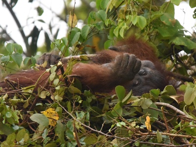 Bornean Orangutan