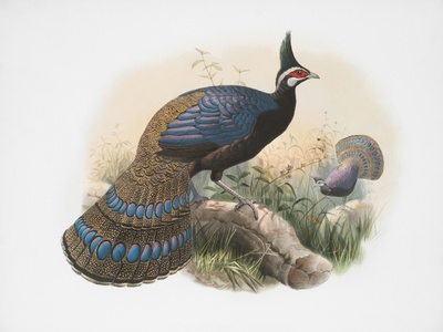 Bornean Peacock-Pheasant