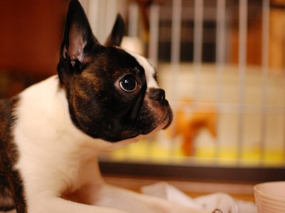 Boston Terrier