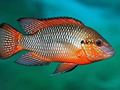 Bosumtwi Tilapia