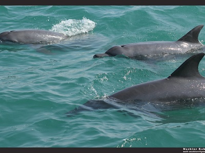 Bottlenose dolphin