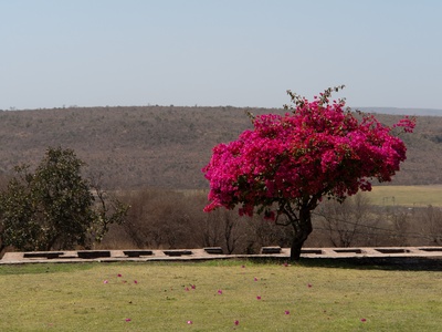 Bougainvillea