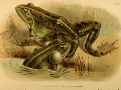 Boulenger's Ridged Frog