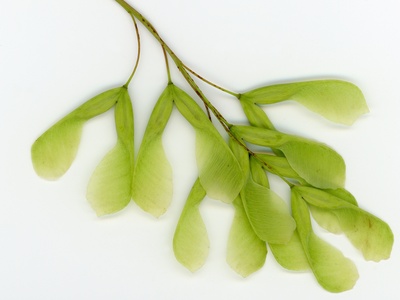 Box elder