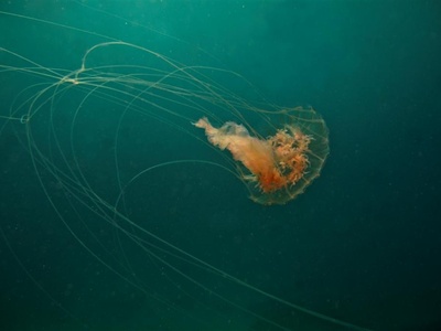 Box Jellyfish