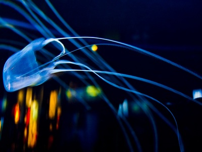 Box Jellyfish