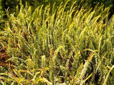 Bracken Fern
