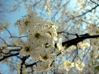 Bradford Pear
